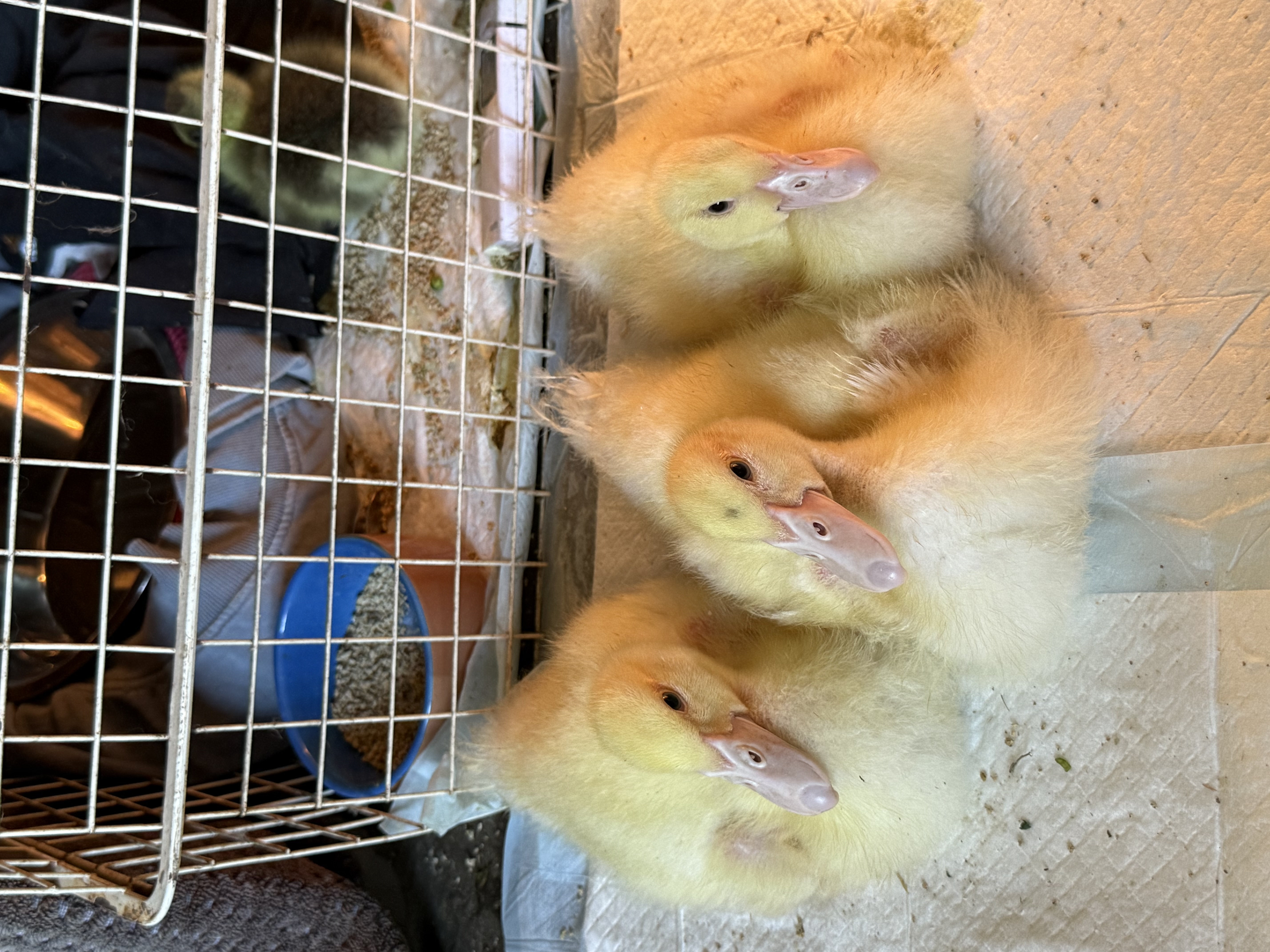 Baby ducklings at The Stable Place